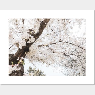 Cherry Blossoms Posters and Art